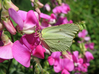 White butterfly  to the rank of fragrant (Lathyrus odomtus)