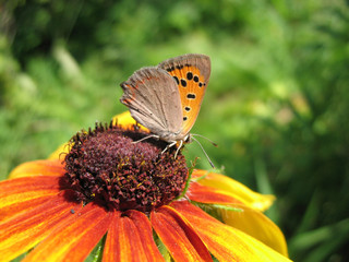 Butterfly Lycaena (Heodes) virgaureae on flower rudbeckia