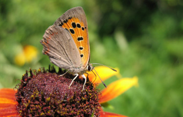 Butterfly Lycaena (Heodes) virgaureae on flower rudbeckia