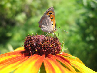 Butterfly Lycaena (Heodes) virgaureae on flower rudbeckia