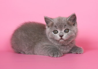 British kitten on a pink background.