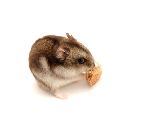 Hamster with a bread slice