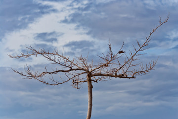 Dead tree on dramatic blue winter cloudy sky