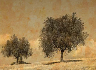 Wall murals Olive tree Vintage photo of a couple of olive trees
