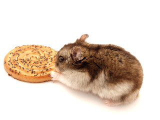 Hamster and cookies