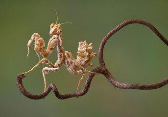 Devil Flower mantis on vine © Cathy Keifer