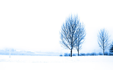 Trees in snow landscape in white and blue colors