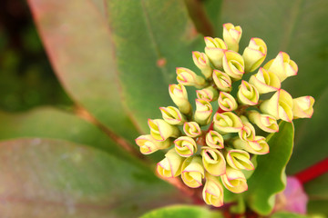 Crown of thorns or Christ thorn flower