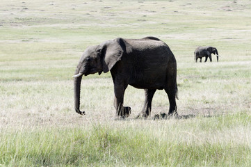 African elephants