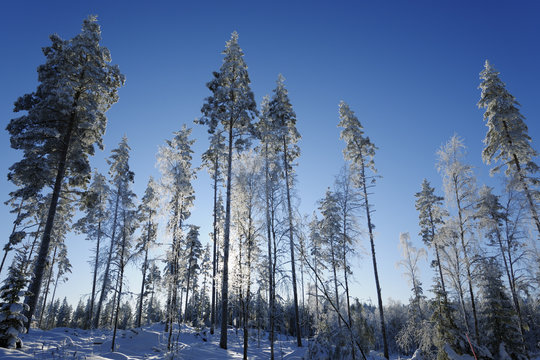 winter scenery, trees and forest
