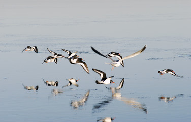 Flying oystercatchers