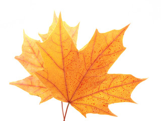 Multi-colored leaves