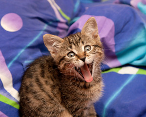 Cat yawning