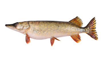 Big Pike isolated over white