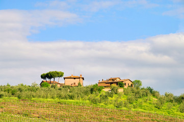 Toskana Weingut - Tuscany vineyard 01