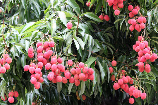 letchi, arbre fruitier tropical