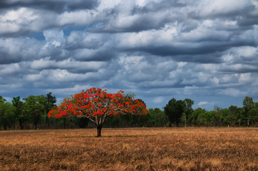 arbol solitario en el campo y cielo