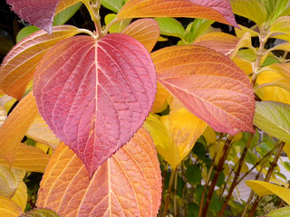 foglie - autunno - vegetazione