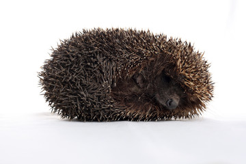 hedgehog