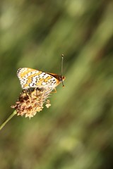 papillon, melitée du plantain