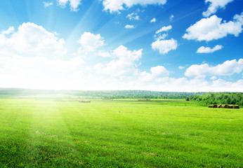 Obraz premium harvested grass in roll and perfect sunny day