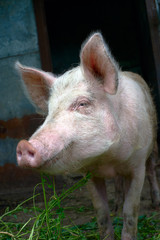 Dirty pig