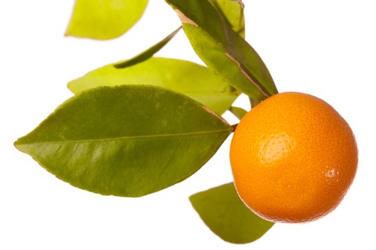 Fresh Orange on Tree