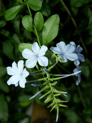 tige de plumbago avec fleurs