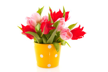 Colorful tulips