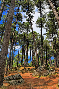 foret de pin (2)