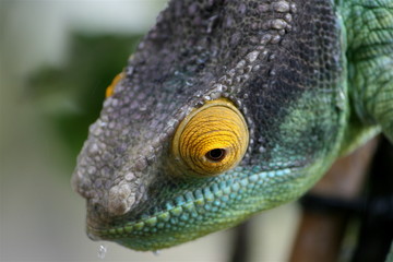 Chaemeleon - Calumma Parsonii