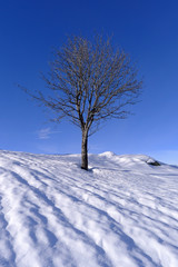 Lonely tree on a snowy hill with cloudless blue sky