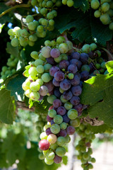 Grapes on vine