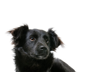 schwarze Welpe Hundeportrait freigestellt