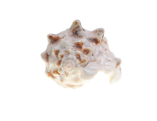 single shell on white background