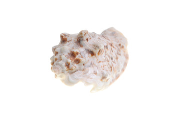 single shell on white background