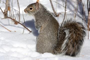 ecureuil sur la neige