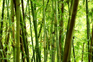 fond de bambou