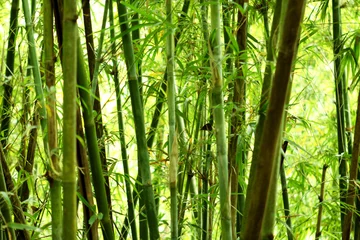 Papier Peint photo Bambou fond de bambou