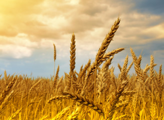 Fototapeta premium Wheat field