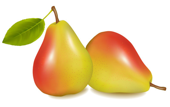 Two ripe yellow pears with green leaf. Vector illustration