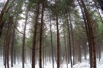  Forest in winter © mario beauregard
