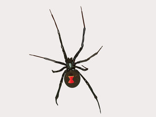 Vector Black Widow Spider