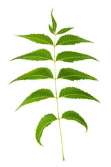 Neem Leaf Sacred Ayurvedic Remedy
