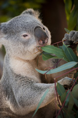 Koala Bear