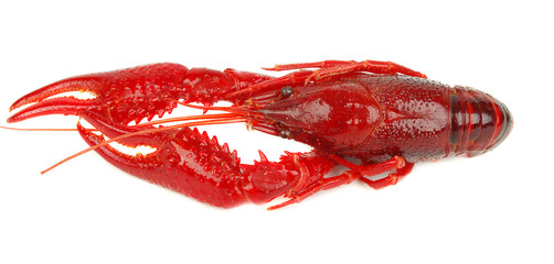 One crawfish isolated