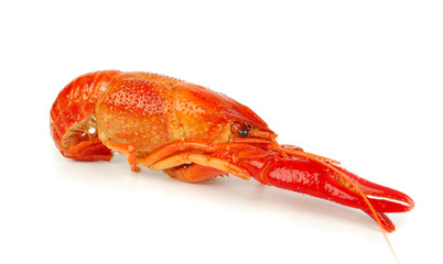 One crawfish isolated
