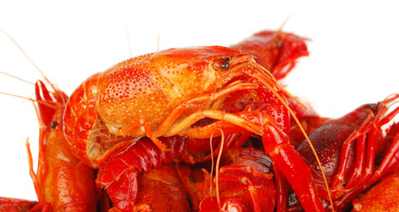 Crawfish background.