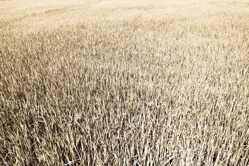 Dried paddy field, rice in Thailand