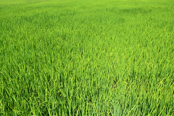 Grown green paddy field, rice in Thailand